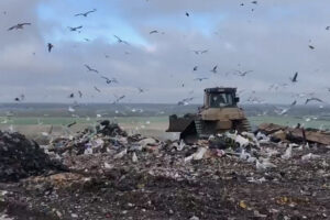 Встречайте мусорный коллапс — 2023. Петербургские отходы скоро некуда будет свозить: полигоны Ленобласти заполнятся. Чем это грозит?
