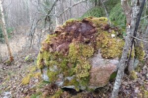 Исследователи обнаружили в Ленобласти камни, которые обозначали границы Ништадтского мира
