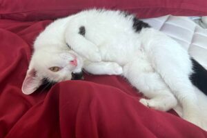 «Кокося живет свою лучшую жизнь». Опыт: я нашла для грузинского бездомного котенка дом на Пхукете