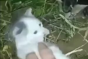 Как ищут убийцу котят. Грузинские зоозащитники обнаружили жестокие видео с животными — и вышли на сеть фейковых аккаунтов. Дело передали в прокуратуру